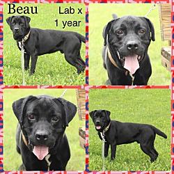 Photo of Beau