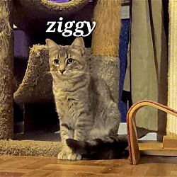 Thumbnail photo of Ziggy [CP] #3