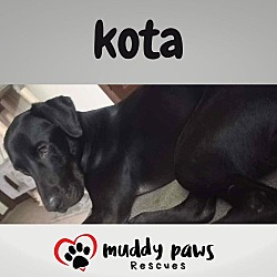 Thumbnail photo of Kota (Courtesy Post) #2