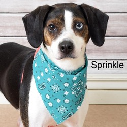 Thumbnail photo of Sprinkle #2