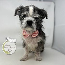 Thumbnail photo of Wiggy #1