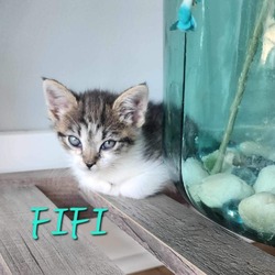 Thumbnail photo of Fifi #2