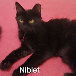 Thumbnail photo of Niblet #2