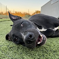 adopt a pet