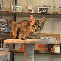 adopt a pet