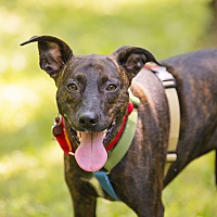 adopt-pet