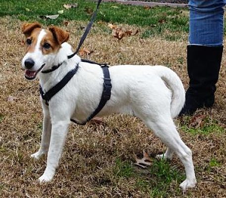 Lathrop, CA - Smooth Fox Terrier. Meet Kitty a Pet for Adoption ...