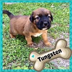Thumbnail photo of Tungsten #1