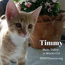 Thumbnail photo of Timmy #3