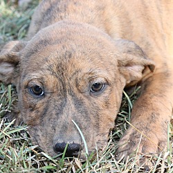 Thumbnail photo of Scout - LAST PUP - REDUCED #1