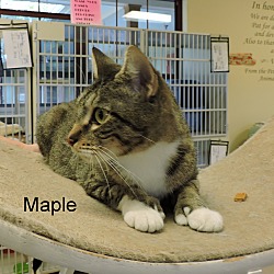 Thumbnail photo of Maple #3