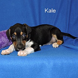 Thumbnail photo of Kale #4
