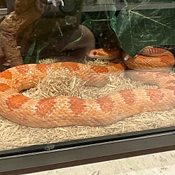Photo of corn snake