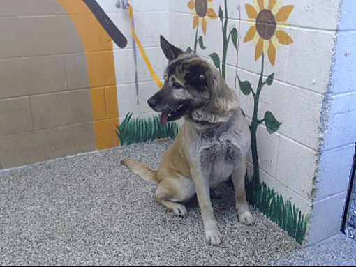 San Bernardino, CA - German Shepherd Dog/Akita. Meet URGENT NOW! San