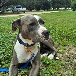 Photo of Opal