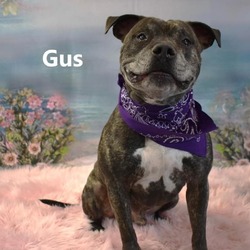 Thumbnail photo of Gus #1