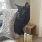 Adopt A Pet :: Blockbuster - South Haven, MI