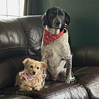 adopt a pet
