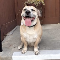 adopt a pet