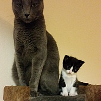 adopt a pet