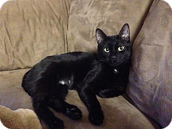 Naperville Il Bombay Meet Onyx 50 00 A Pet For Adoption