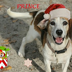 Thumbnail photo of PRINCE #1