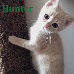 Thumbnail photo of Hunter - FTA April 2016 #2