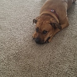 Puppies For Sale In New Carlisle Ohio Adoptapet Com