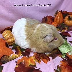 Photo of Nessa
