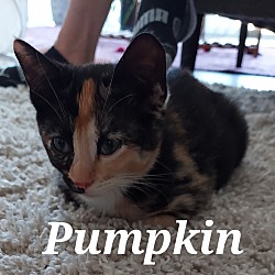 Thumbnail photo of Pumpkin (ADOPTED) #4