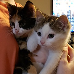 Photo of Fuzzy Bear and Pounce-fosters