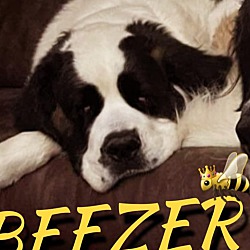 Thumbnail photo of Beezer #3