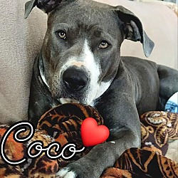 Photo of CoCo-Check out my video