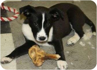 Staunton Va Rat Terrier Meet Katie A Pet For Adoption Adoptapet Com