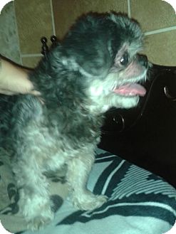 Vaudreuil Dorion Qc Shih Tzu Meet Rocky A Pet For Adoption