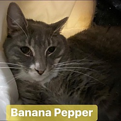 Photo of Banana Pepper