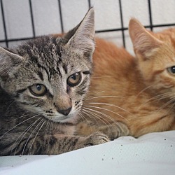 Thumbnail photo of Twinkee ( unsocialized barn kitten) #2