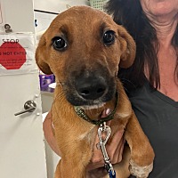 adopt a pet