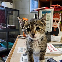 adopt a pet