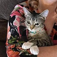adopt a pet