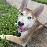 adopt a pet