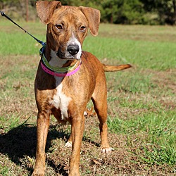 Thumbnail photo of Kinley~adopted! #3