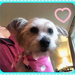 Newtown, CT - Yorkie, Yorkshire Terrier. Meet Stacey a Pet for Adoption ...