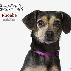 Thumbnail photo of Phoebe #3