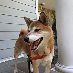 Shiba Inu Puppies For Sale In Virginia Adoptapetcom