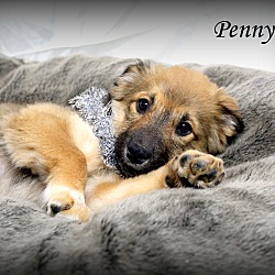 Thumbnail photo of Penny~adopted! #3