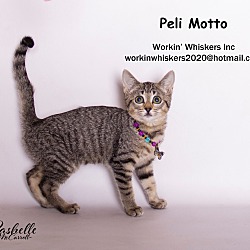 Thumbnail photo of PELI MOTTO #1