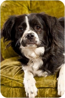 boston terrier spaniel mix