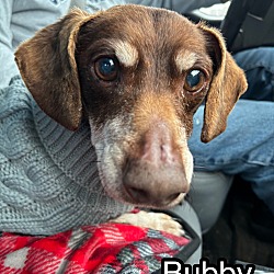 Photo of Bubby