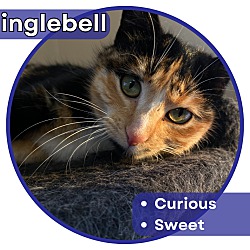 Photo of Jinglebell